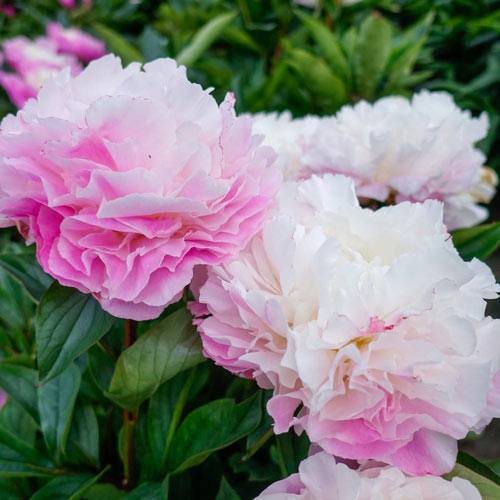 Buy Catharina Fontijn Peony Online | Breck's Bulbs Canada