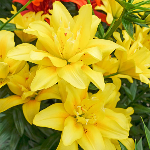 Buy Fata Morgana Lily | Asiatic Lilies | Breck's Bulbs Canada