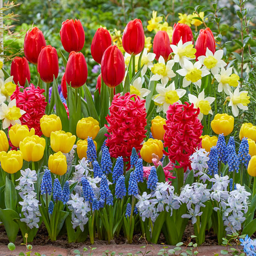 Buy Colour Carnival Border Collection | Breck's Bulbs Canada