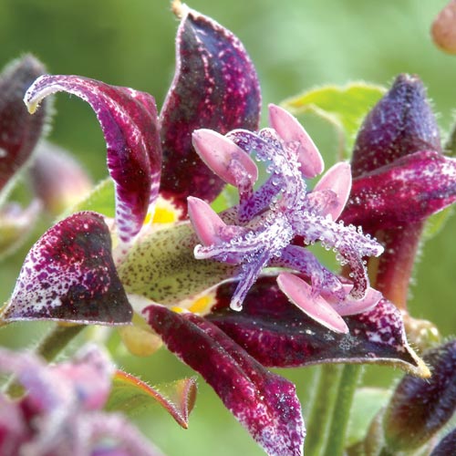 Raspberry Mousse Toad Lily