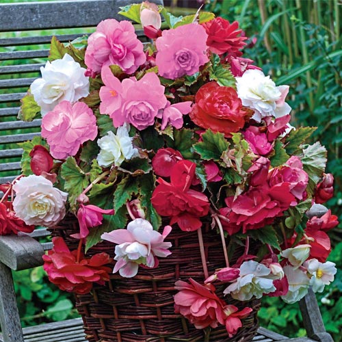 Fragrant Hanging Basket Begonia Mixture