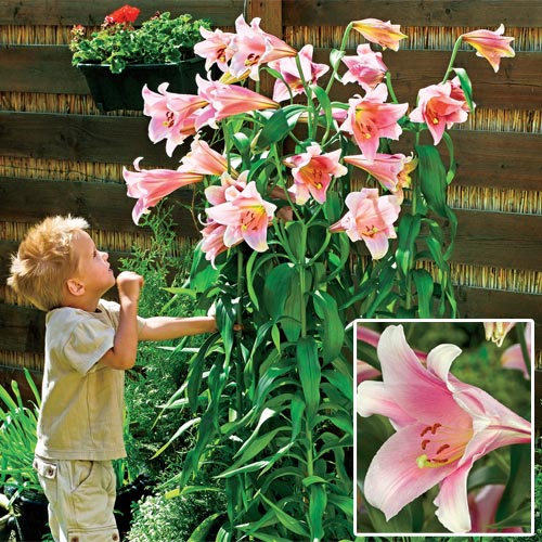 Bellsong Giant Trumpet Lily