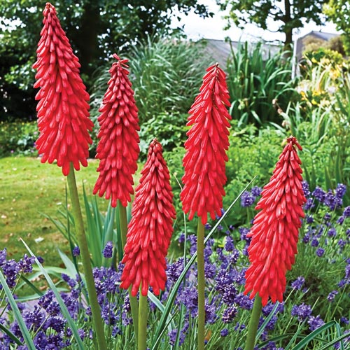 Amazing Fun Dwarf Red Hot Poker | BrecksBulbs.ca