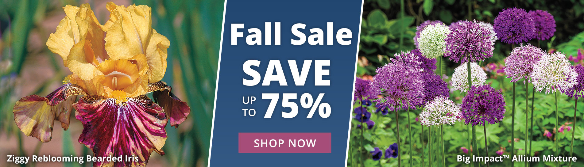 Breck's Canada Direct to you from Holland since 1818