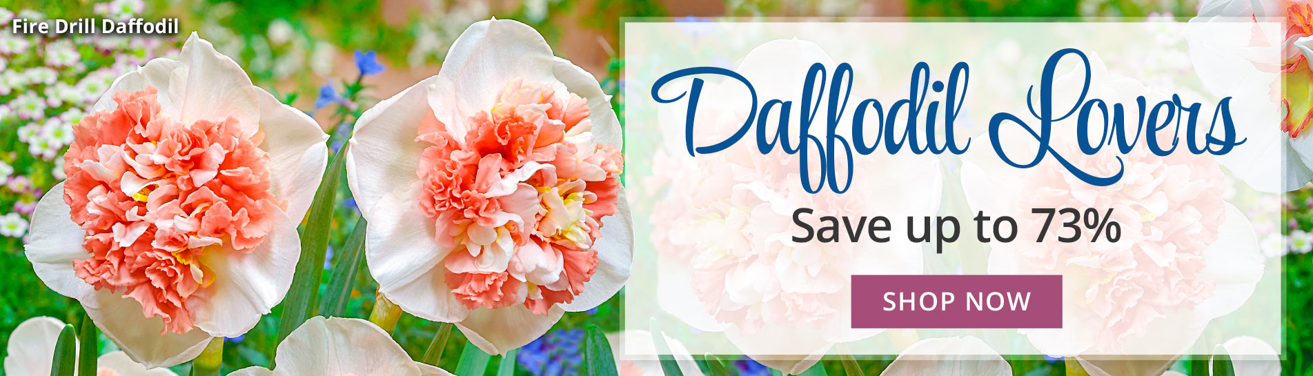 Breck's Canada Direct to you from Holland since 1818