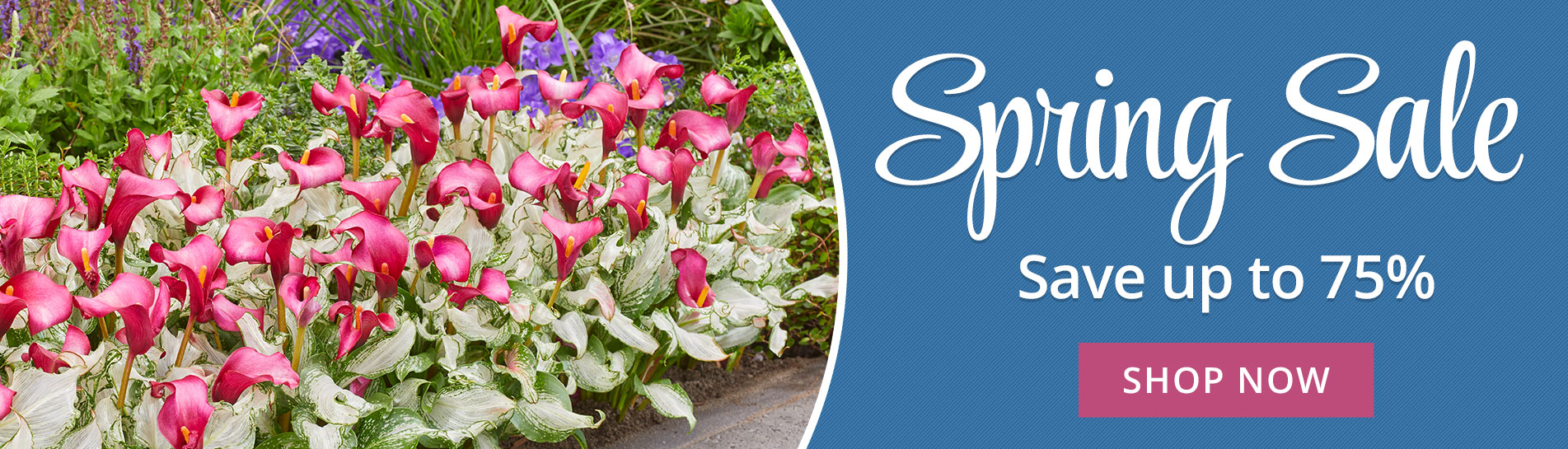 Breck's Canada Direct to you from Holland since 1818