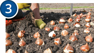 Bulbs thrive in well drained soil