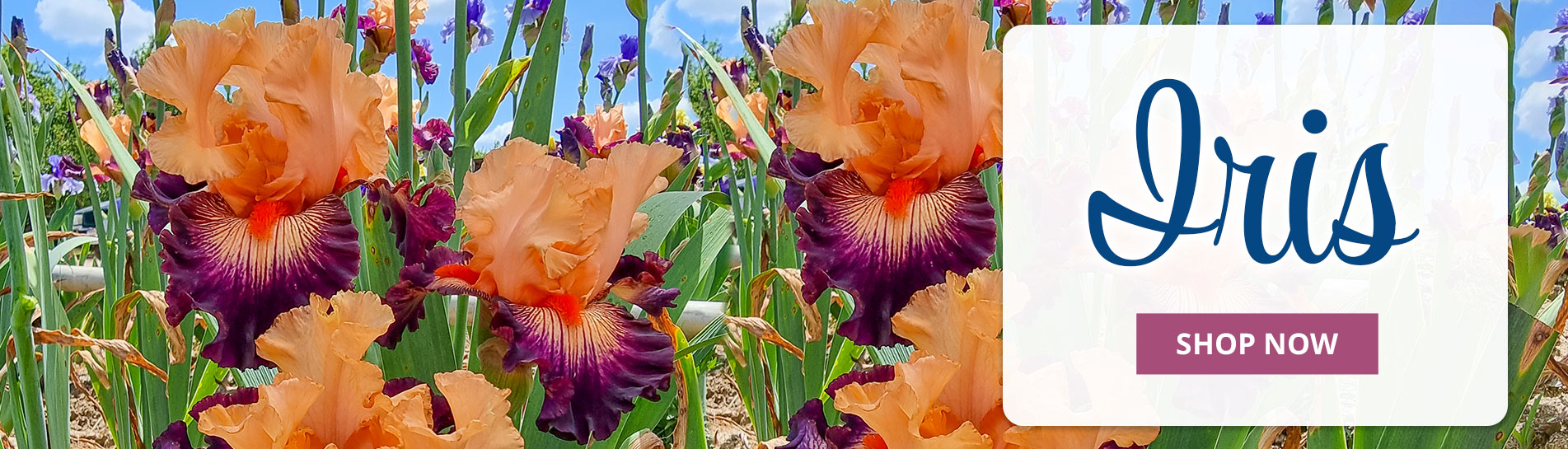 Breck's Canada Direct to you from Holland since 1818