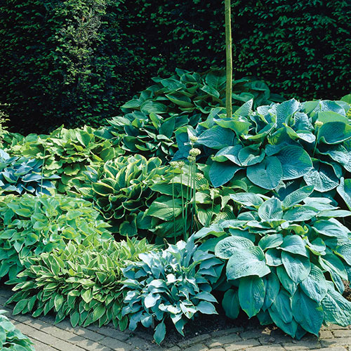 Hosta
