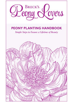 Planting Guide for Peonies