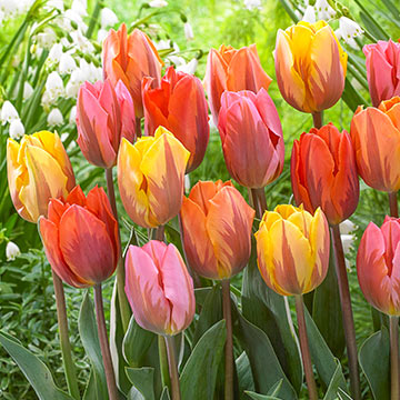 Tulips