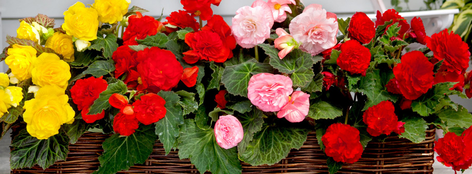 Tips & Growing Instructions: Begonias
