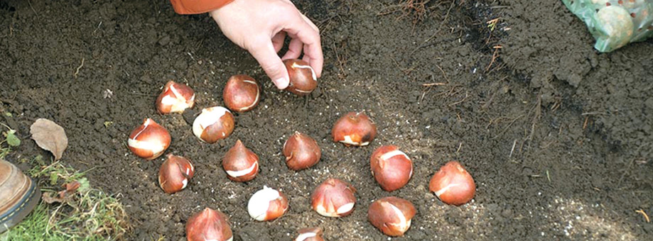 Planting and caring of bulbs: Digging and 
storing