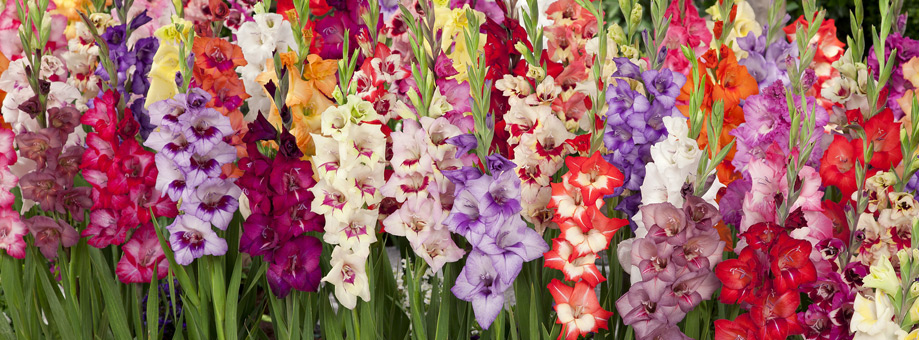 Tips & Growing Instructions: Gladiolus