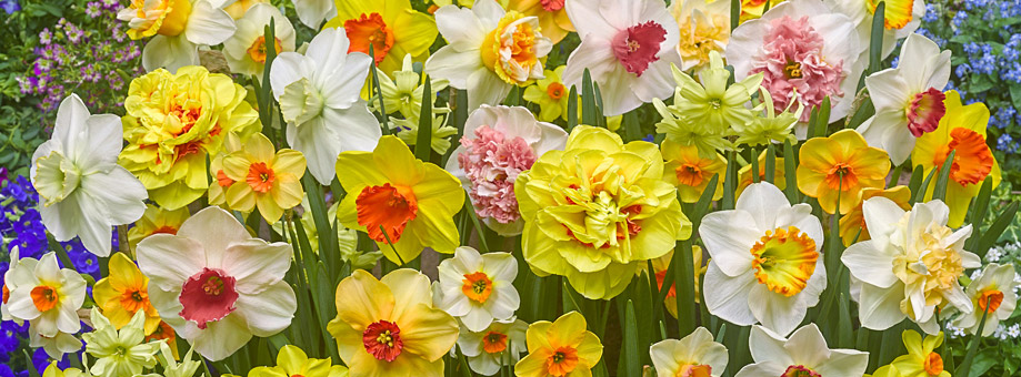 Tips & Growing Instructions: Daffodils