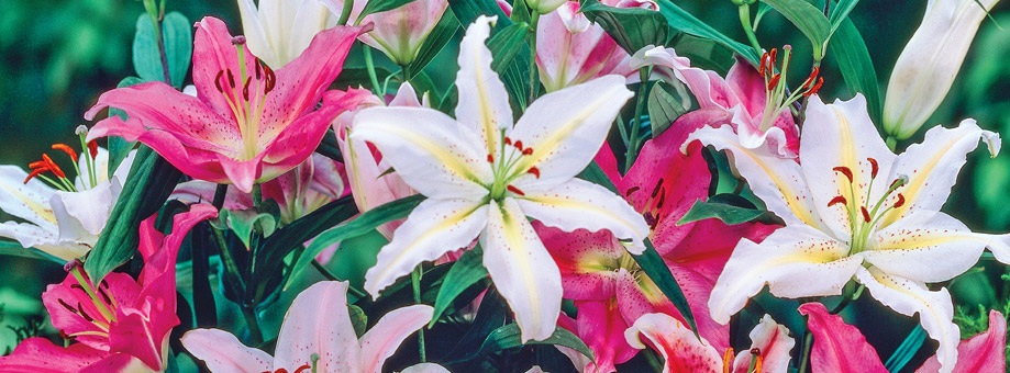 Tips & Growing Instructions: Lilies
