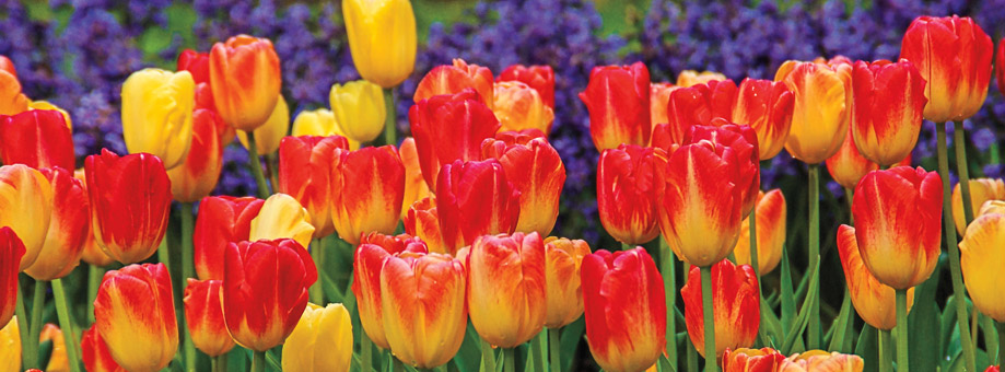 Tips & Growing Instructions: Tulips