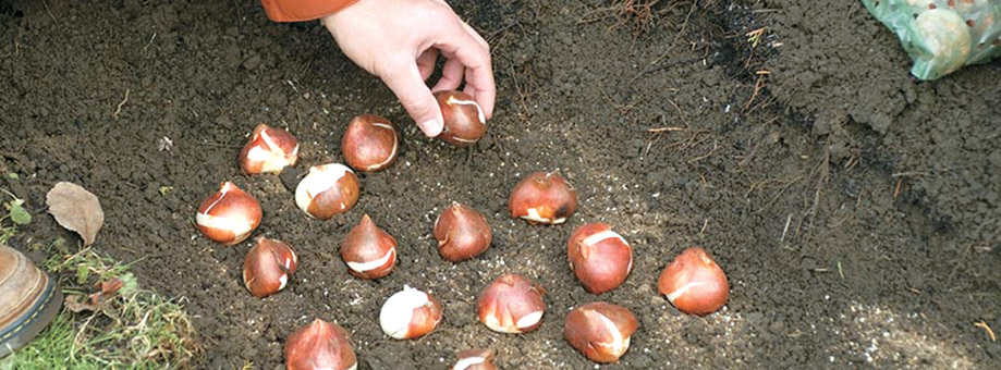 Planting and Caring of Bulbs: Watering