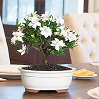 Gardenia Bonsai