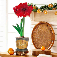 Miracle Amaryllis in Grey Forever Pot