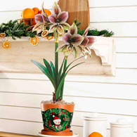 Papilio Amaryllis in Terra Cotta Forever Pot