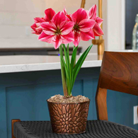 Gervase Amaryllis Single in Bronze Flower Pot