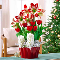 Living Gifts