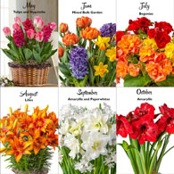 Bulb Garden of the Month Club<sup>™</sup>