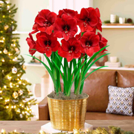 Christmas Miracle Amaryllis
