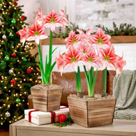 Woodland Noel Just Smile Amaryllis