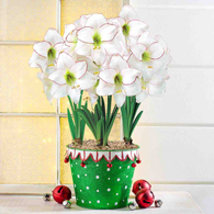 Holiday Hijinks Sissi Amaryllis