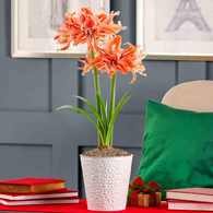 Wild Dance Amaryllis Single In White Dimpled Pot