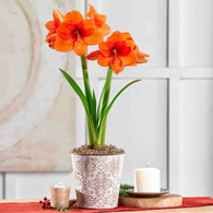Rising Star Amaryllis Single In Brown/White Pot