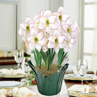 Picotee Amaryllis in Foil Wrapped Pot