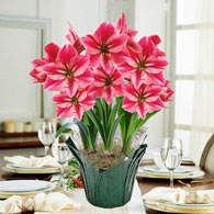 Gervase Amaryllis in Foil Wrapped Pot