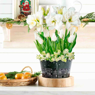 Peace on Earth Bulb Garden