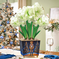 Nutcracker Suite Alfresco Amaryllis