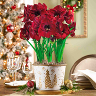 Starlit Wonder Benfica Amaryllis