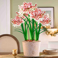 Dance of the Sugarplum Fairy Dancing Queen Amaryllis