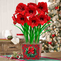 Good Tidings Miracle Amaryllis