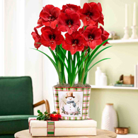 Snowman Smiles Miracle Amaryllis