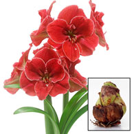 Magical Touch Amaryllis 26/28cm Bulb