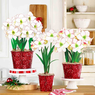 Be of Good Cheer Picotee Amaryllis