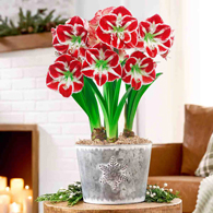 Frosted Kiss Samba Amaryllis