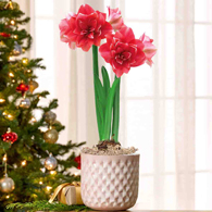 Double Dream Amaryllis Single in Triangles Pot