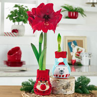 Sweater Covered Wax Amaryllis