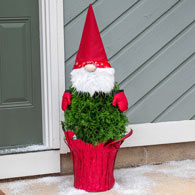 Gnome for the Holidays Arborvitae Tree