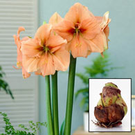 Rilona Amaryllis 26/28 cm Bulb