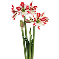 Ambiance Amaryllis 26/28cm Bulb