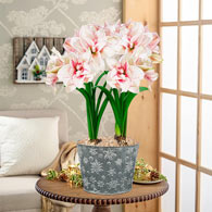 Elvas Amaryllis Single & Duo
